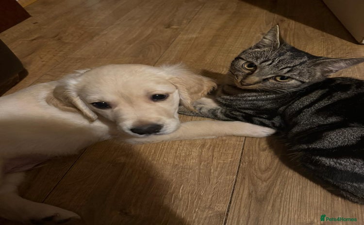 Golden Retriever dogs - Advert 4