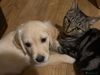 Golden Retriever dogs - Advert 9