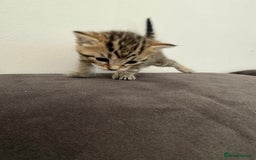 Bengal cats for sale: Mixed Bengal Kittens - Image 6