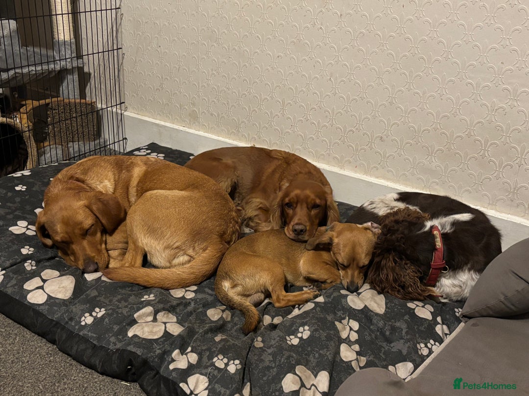 Chiweenie dogs for sale: Beautiful boy looking for forever home  - Image 2