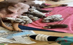 English Bulldog dogs for sale: English bull dog  - Image 5