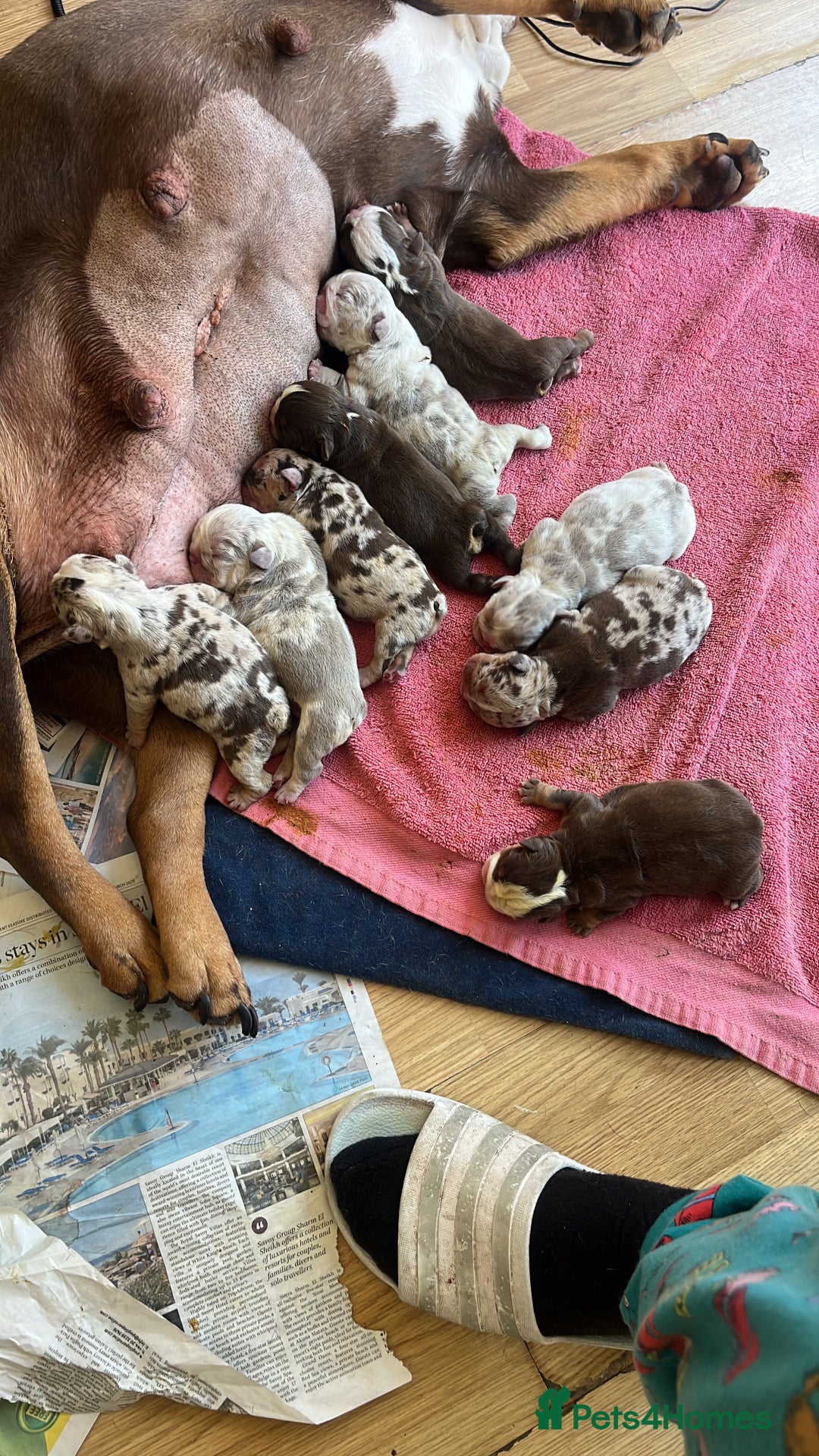 English Bulldog dogs for sale: English bull dog  - Image 5