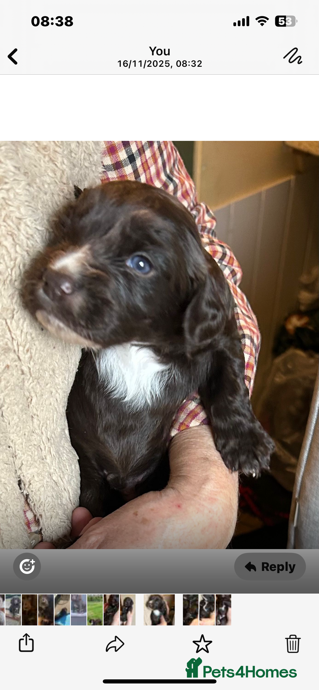 Cocker Spaniel dogs for sale: English Working Cocker Spaniel - Advert 13