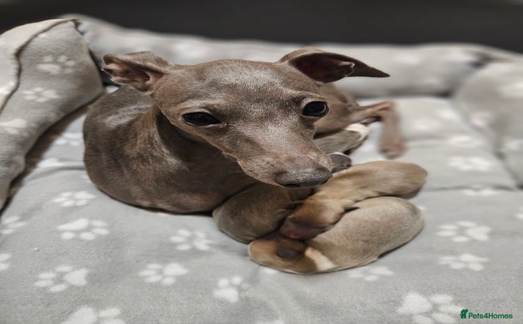 Italian Greyhound dogs - Advert 1