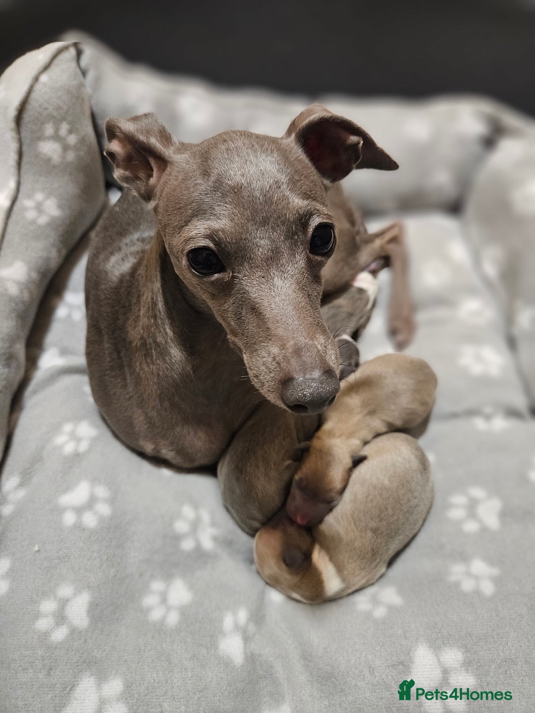 Italian Greyhound dogs for sale: Italian Greyhound Puppies - Kennel Club Registered - Image 2