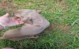 Dachshund dogs for sale: *Ready To Leave* Beautiful Dachsund Girl - 9 Weeks - Image 9