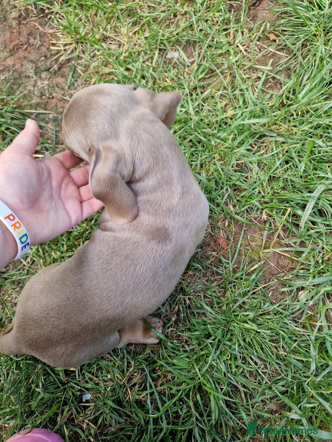 Dachshund dogs for sale: *Ready To Leave* Beautiful Dachsund Girl - 9 Weeks - Image 9