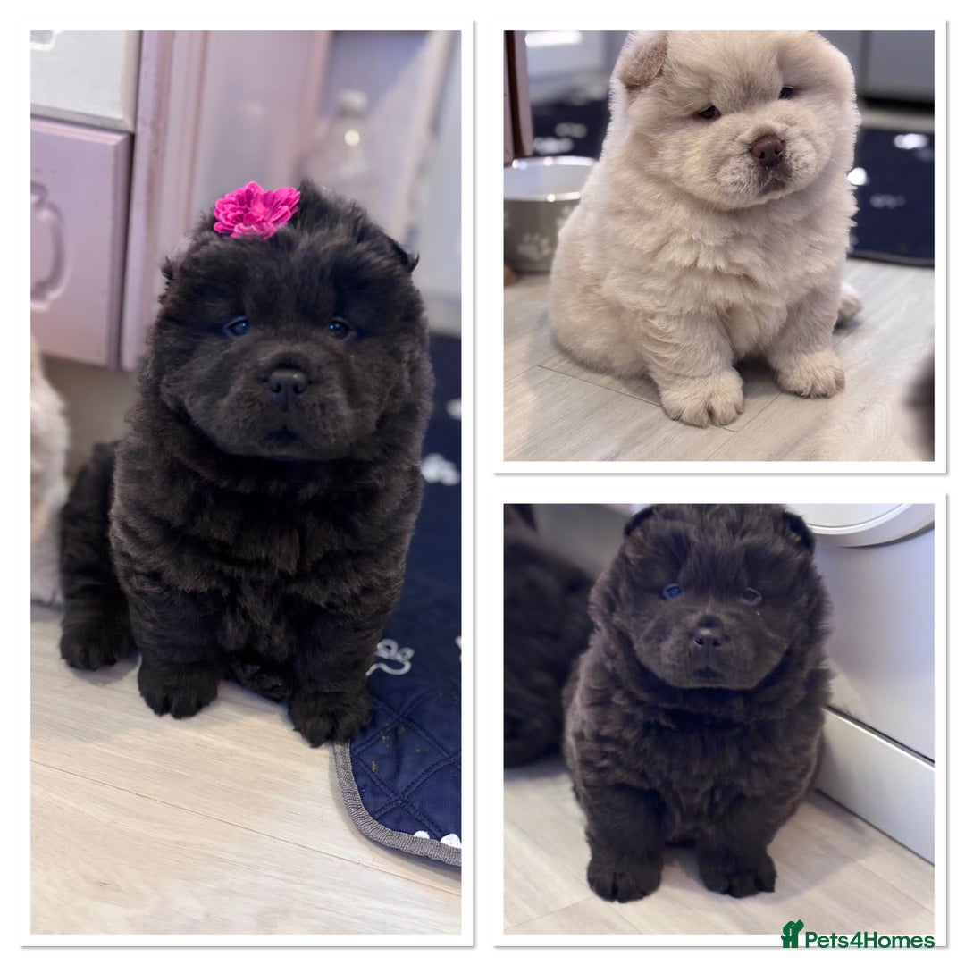 Chow Chow dogs for sale: Blue and Cream carry Tan ChowChow puppies  - Advert 1
