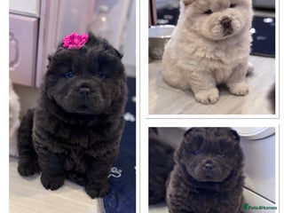 Chow Chow dogs Blue and Cream carry Tan ChowChow puppies - Advert 5