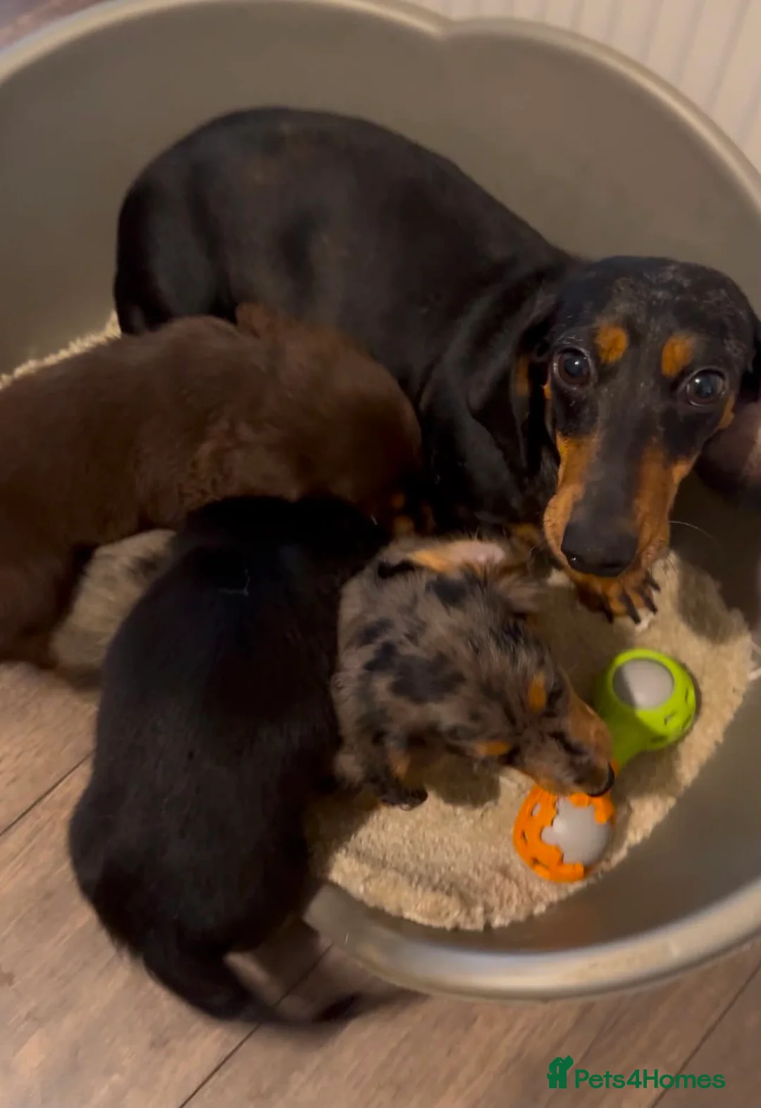 Miniature Dachshund dogs for sale: Long haired miniature dachshund  - Advert 16