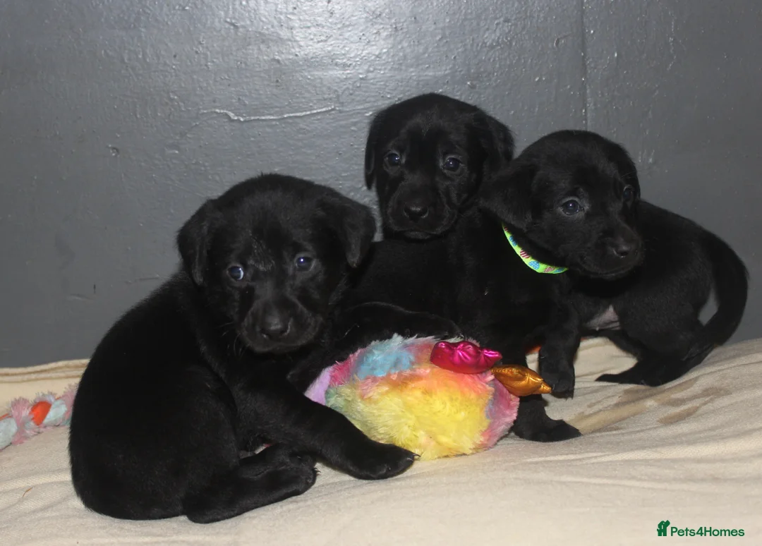 Labrador Retriever dogs for sale: Lovely, bold, beautiful puppies - Advert 11