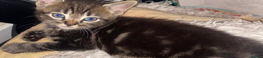 Domestic Shorthair Kitten 2