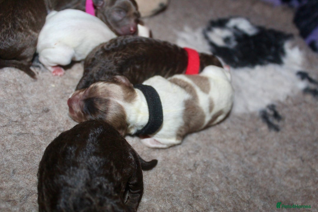 Cockapoo dogs for sale: Waiting list health tested American cockerpoos - Image 14