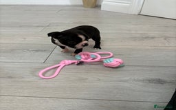 Boston Terrier dogs for sale:  🩷OUR LAST GORGEOUS K.C. BOSTON TERRIER PUPPIES - Image 2