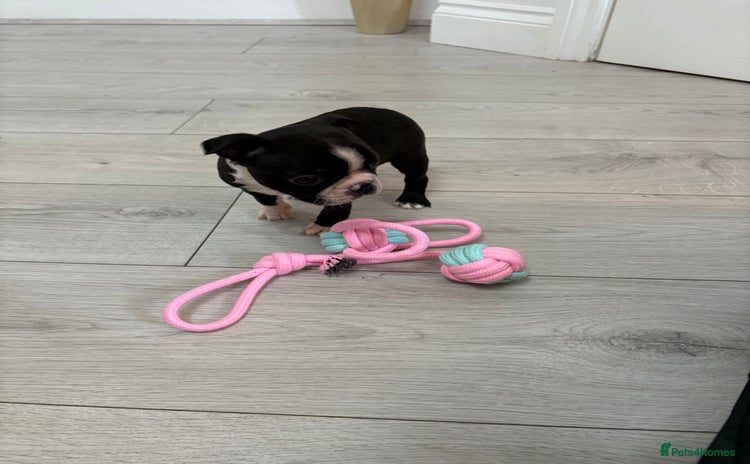 Boston Terrier dogs - Advert 4