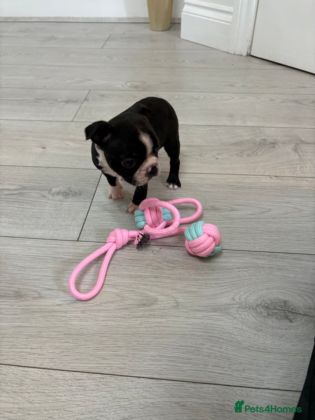 Boston Terrier dogs for sale:  🩷OUR LAST GORGEOUS K.C. BOSTON TERRIER PUPPIES - Image 2