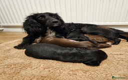 Sprocker dogs for sale: 2 black males !!! 😍 Beautifully marked sprocker! - Image 19