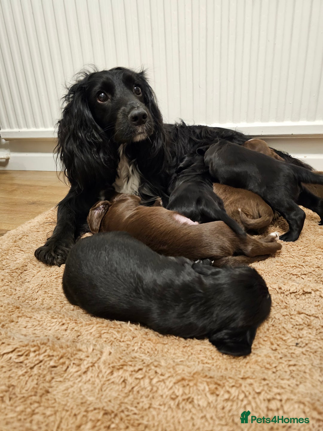 Sprocker dogs for sale: 2 black males !!! 😍 Beautifully marked sprocker! - Image 19