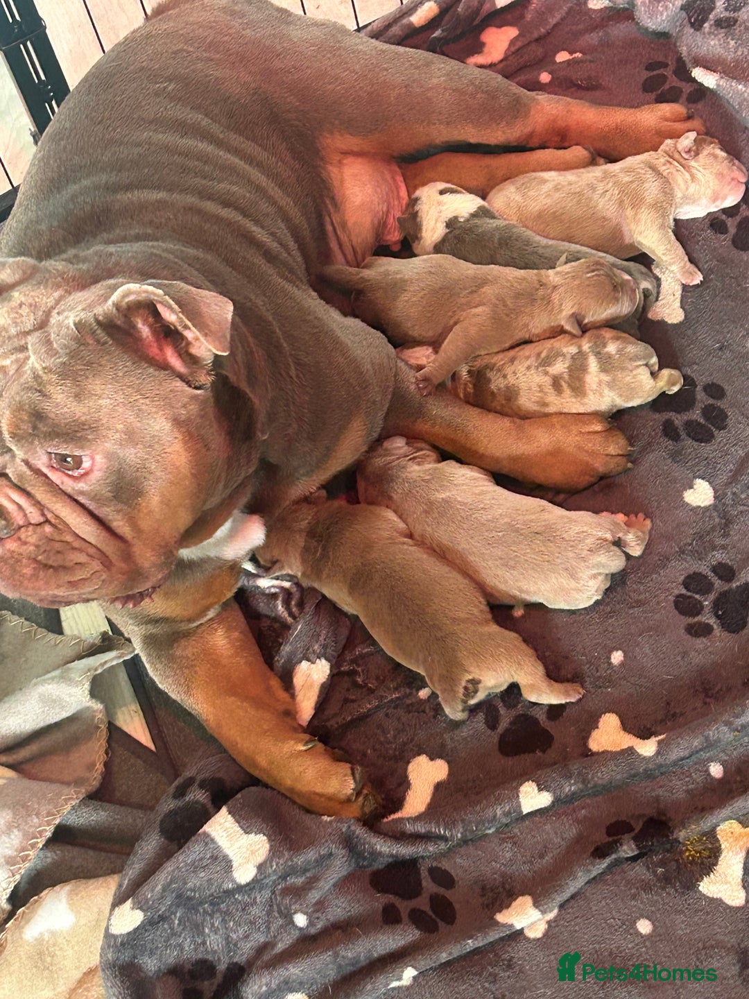 Olde English Bulldogge dogs for sale: 5 stunning olde english bulldogges for sale😍 - Advert 1