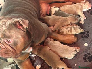 Olde English Bulldogge dogs 5 stunning olde english bulldogges for sale😍 - Advert 7