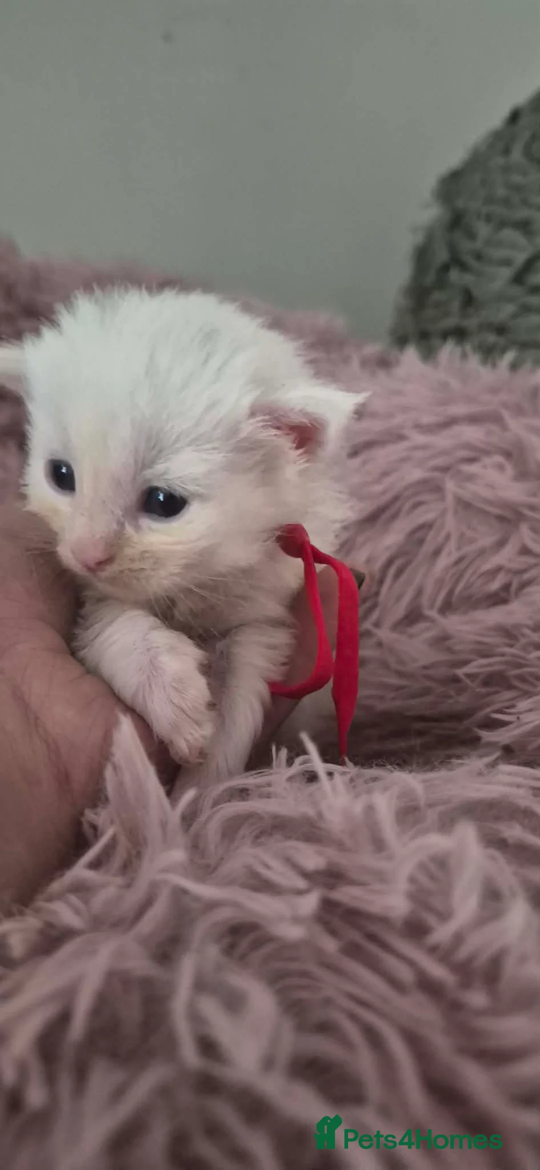 Maine Coon cats for sale: 6 beautiful Maine coon kittens  - Advert 14