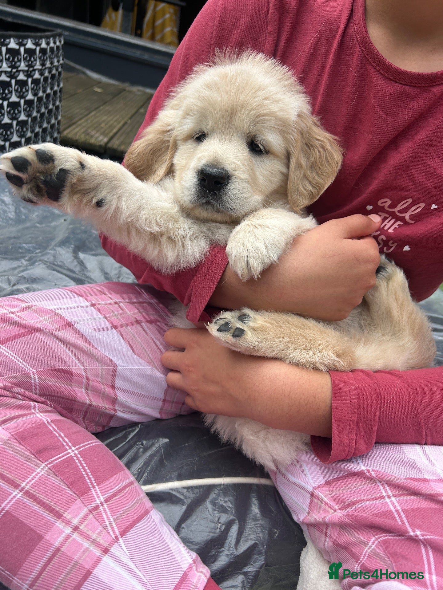 Golden Retriever dogs READY NOW Beautiful cream Golden Retriever Puppies - Advert 1