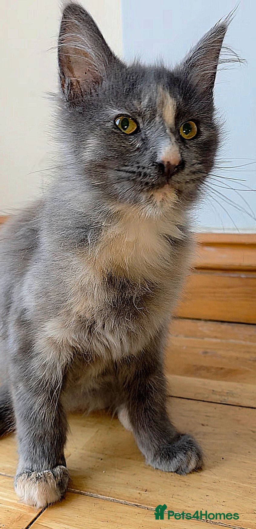 Mixed Breed cats Female Maine Coon X British Short Hair - Advert 1