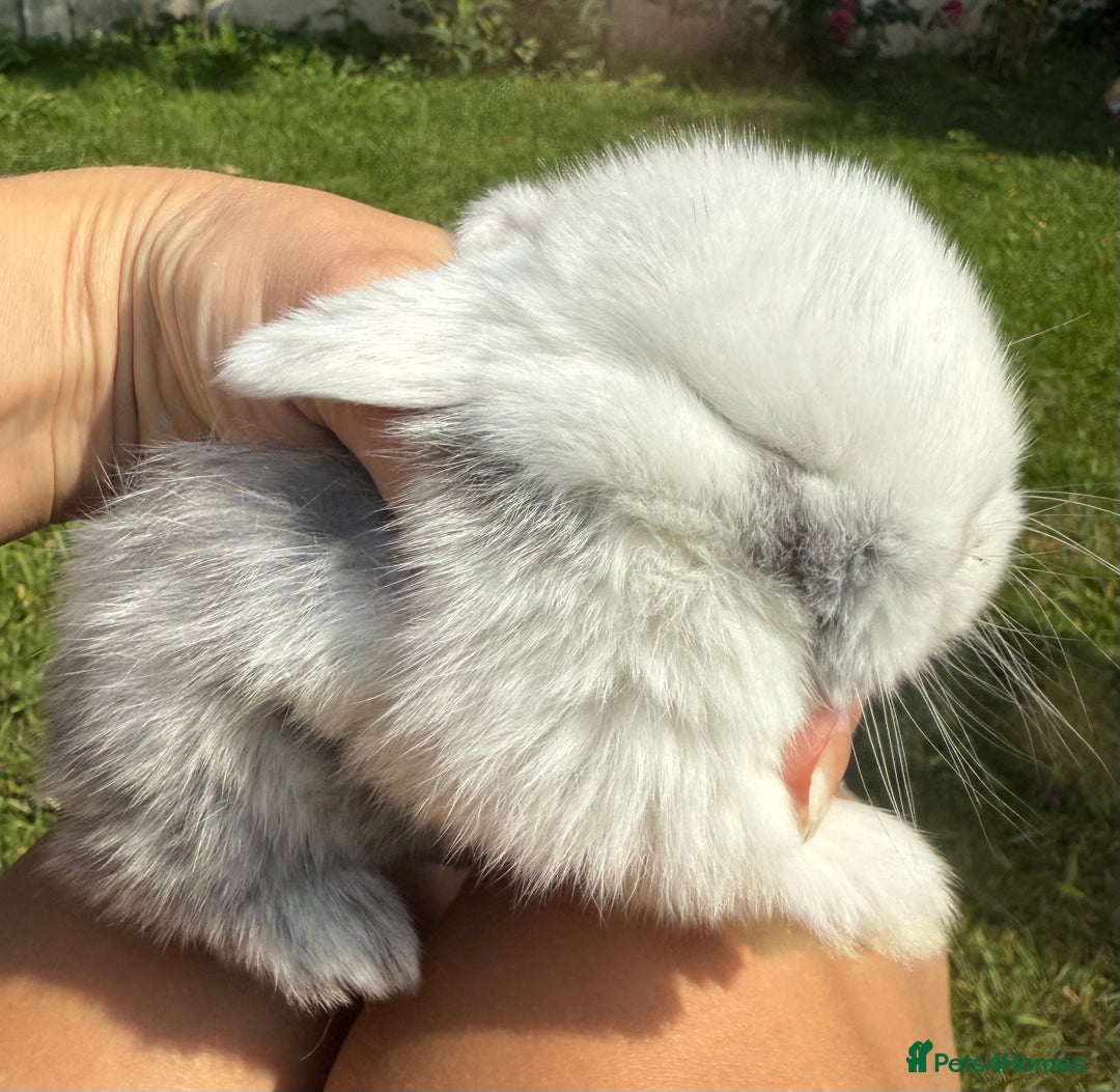Mini Lop rabbits for sale: *1 LEFT* Top quality BRC mini lop babies - Image 4
