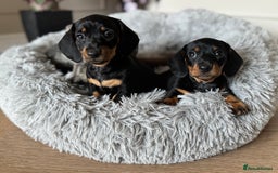 Miniature Dachshund dogs for sale: Mini miniature dachshund puppies  - Image 14