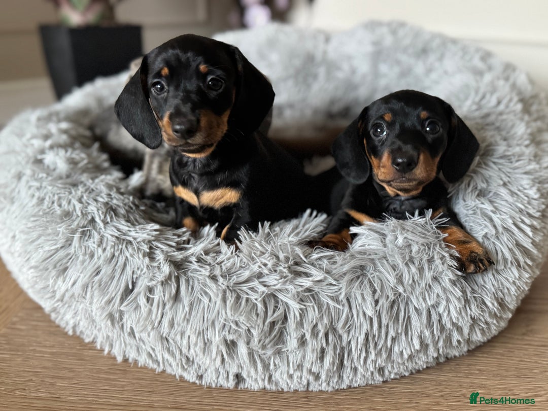 Miniature Dachshund dogs for sale: Mini miniature dachshund puppies  - Image 14