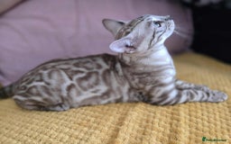Bengal cats for sale: TICA REG 💕 2 Beautiful bengal boys  - Image 23