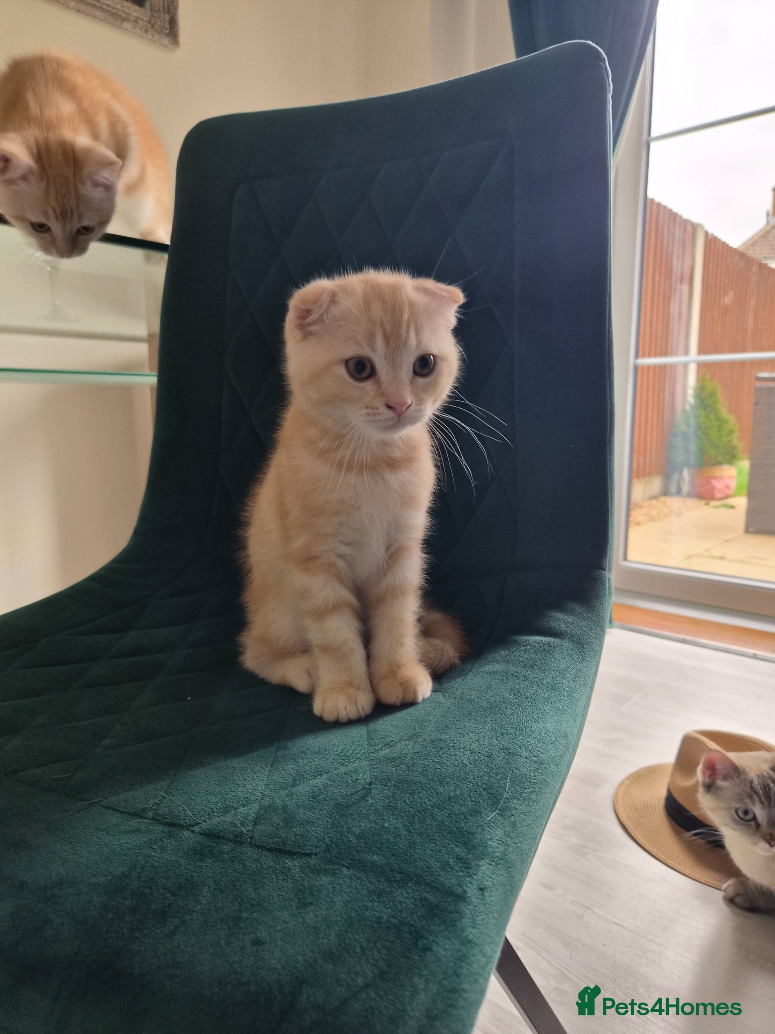 Scottish Fold cats Last one Adorable scottish fold kitten. - Advert 17