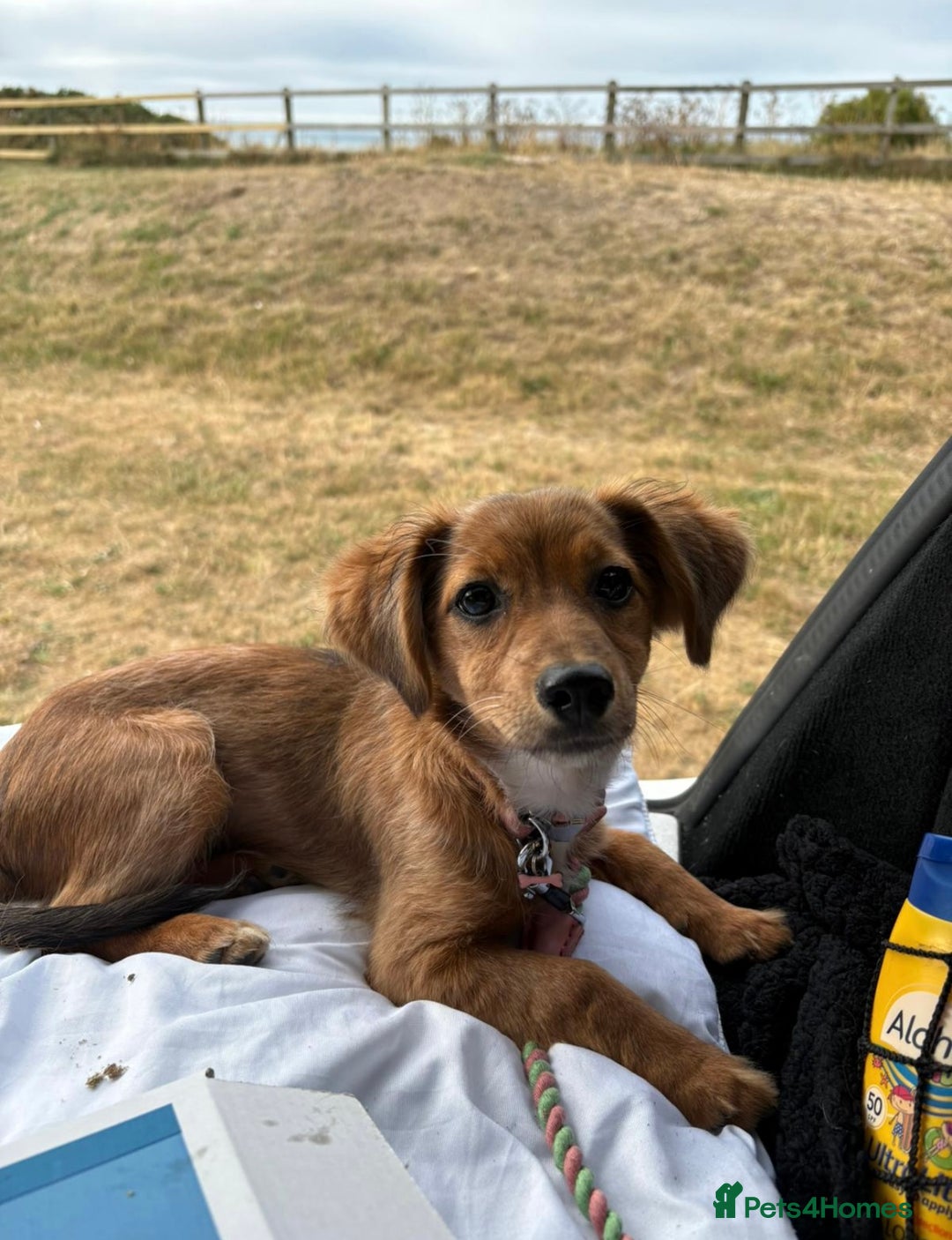 Chiweenie dogs for sale: Mabel - chiweenie. - Image 4
