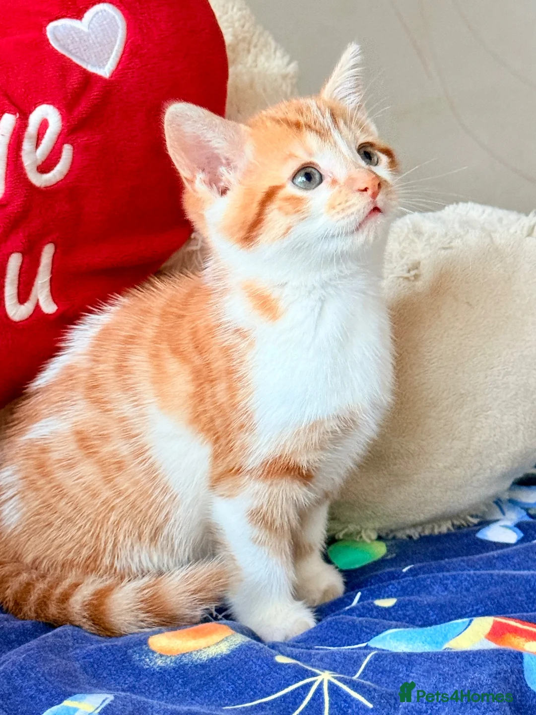 Mixed Breed cats for sale: 5 Lovely Kittens looking for their new loving home - Advert 6