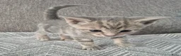 Mixed Breed cats for sale: Beautiful kittens  - Advert 7