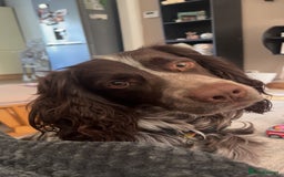Sprocker dogs for sale: Sprocker for rehoming  - Image 4