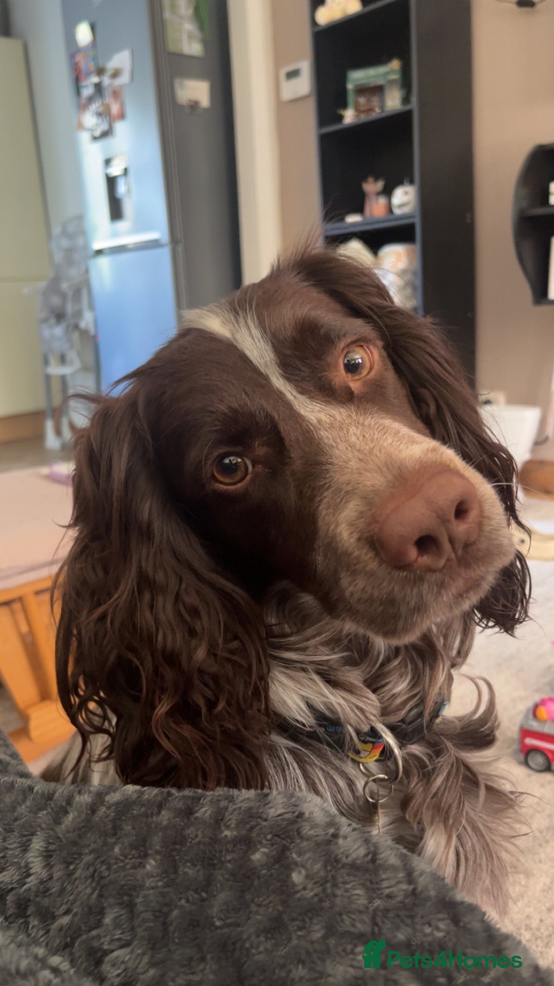 Sprocker dogs for sale: Sprocker for rehoming  - Image 4