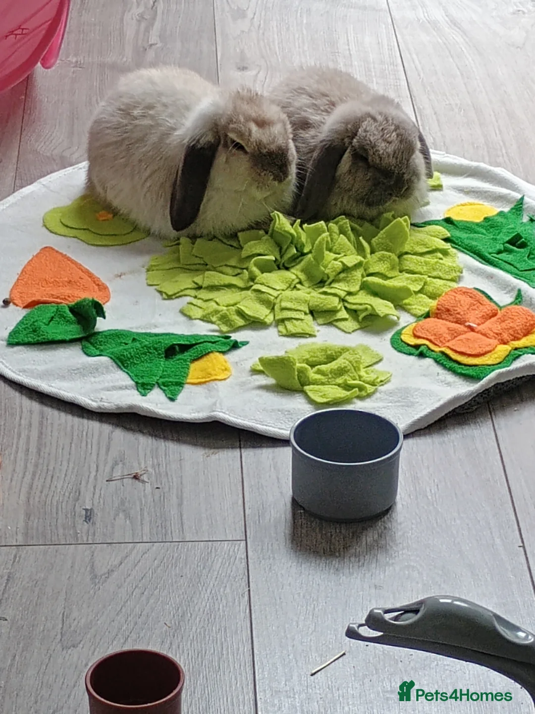 Mini Lop rabbits for sale: Mini lops in Newport - Advert 2