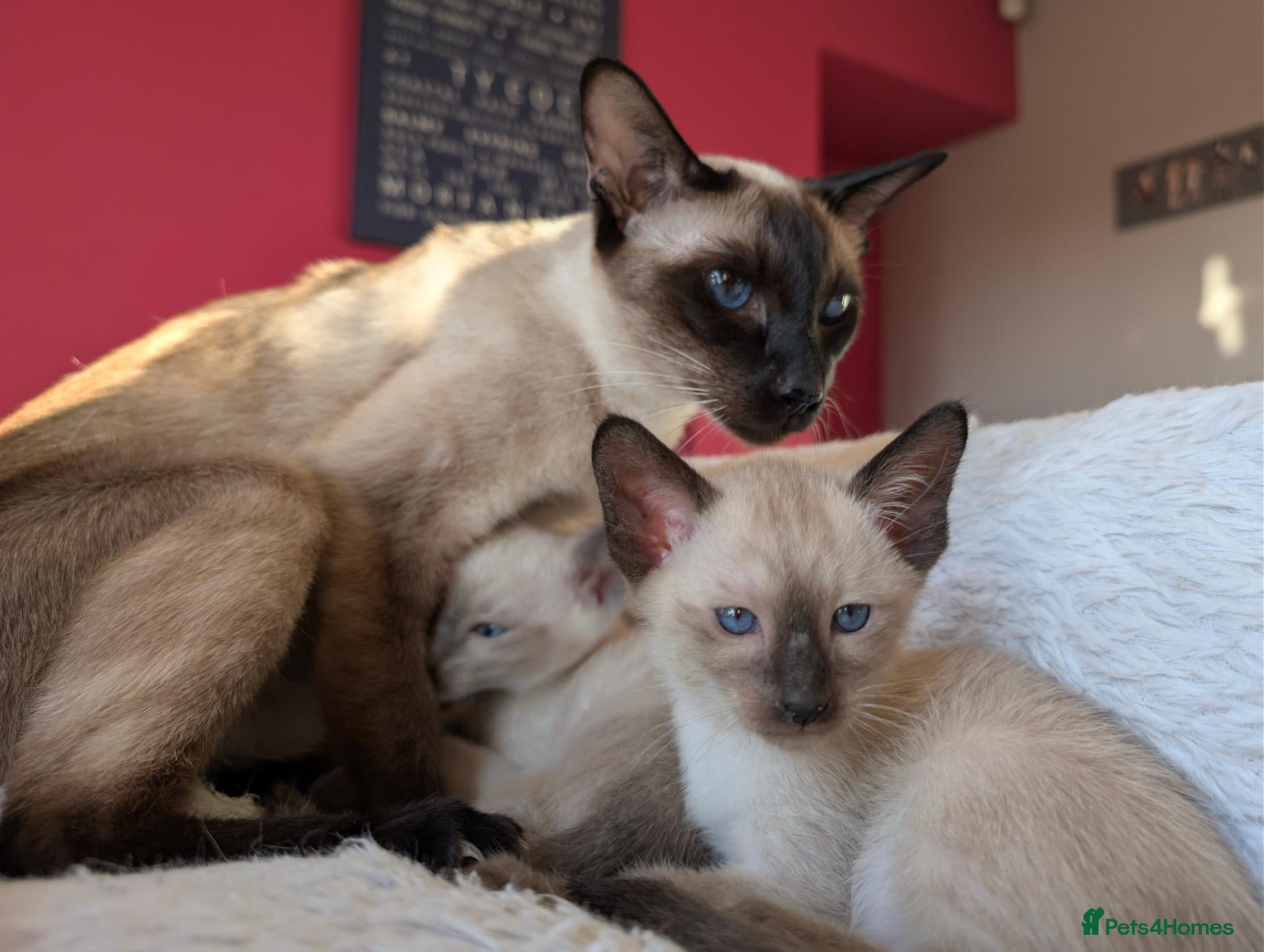 Siamese cats Beautiful Pure Siamese kittens - Advert 1