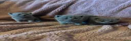 British Shorthair cats for sale: British blue shorthair kittens available 22/10 - Advert 12