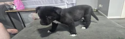 Mixed Breed dogs for sale: Staffie x Husky x Collie Puppies (4 Boys, 1 Girl) in Glasgow - Advert 22