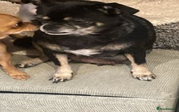 Chihuahua dogs for sale: Long haired chihuahua  - Image 3