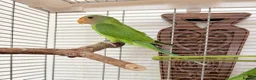 Parakeets birds for sale: Plum Headed Parakeet - Advert 2