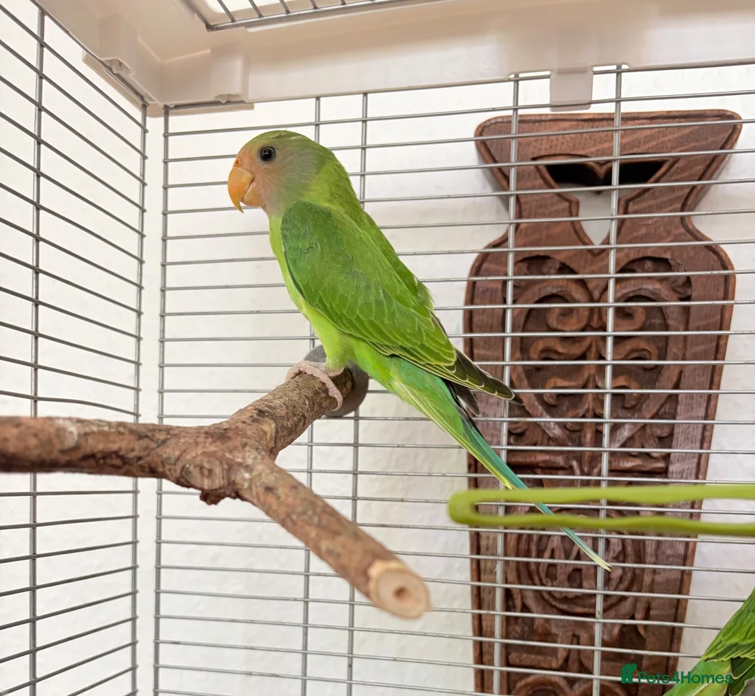 Parakeets birds for sale: Plum Headed Parakeet - Advert 2