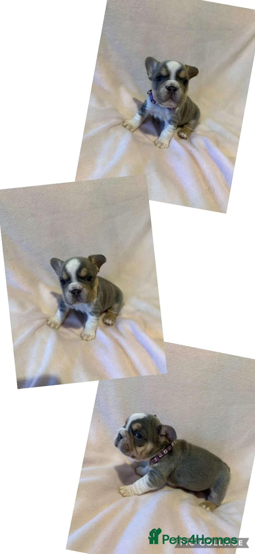 French Bulldog dogs for sale: LAST MALE LEFT beautiful KC reg French Bulldog - Advert 28