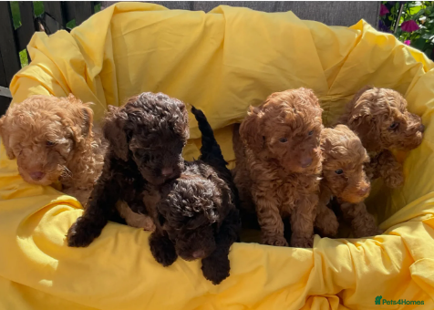 Toy Poodle dogs Stunning Toy Poodle Puppies - Advert 1