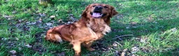 Golden Retriever dogs for sale: Ruby, Golden Retriever - Advert 1