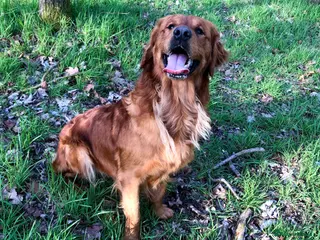 Golden Retriever dogs Ruby, Golden Retriever - Advert 17