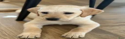 Goldador dogs for sale: Goldadors  - Advert 3