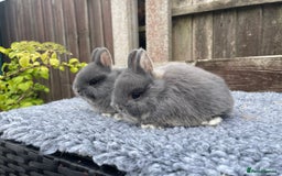 Netherland Dwarf rabbits for sale: Netherland Dwarf Babies & Adults available in Stoke-on-Trent - Image 4